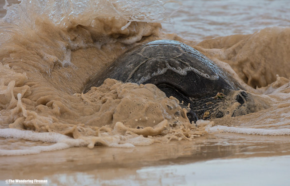 Sea Turtle in the Galapgos Islands