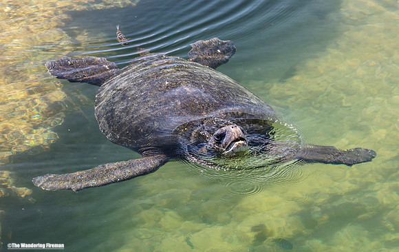 Sea Turtle swimming Galapagos Islands