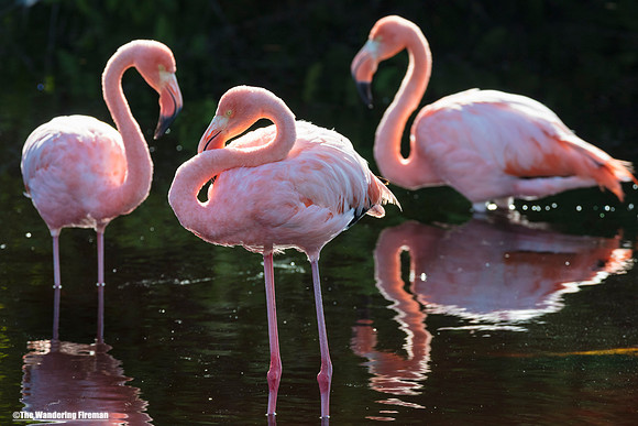 Three Flamingos on Isabela Island in the Galapagos Islands