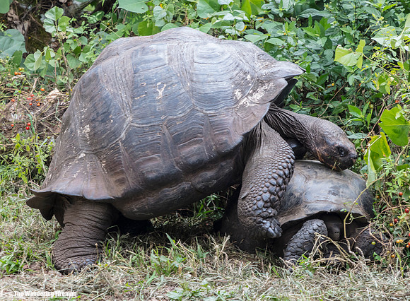 Tortoise attempting to mate on Isabela Island, Galapagos Islands