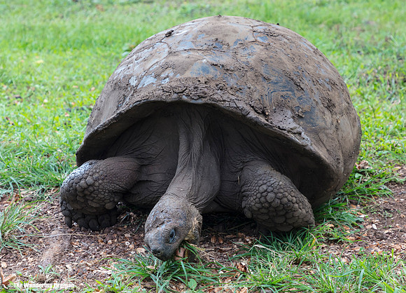 Tortoise eating on Isabela Island