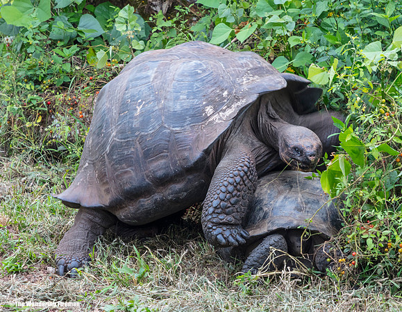 Tortoise trying to mate on Isabela Island, Galapagos Islands