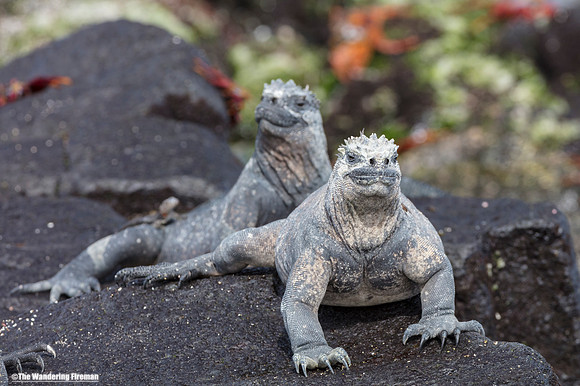 Two alpha male marine iguanas of the Galapagos Islands