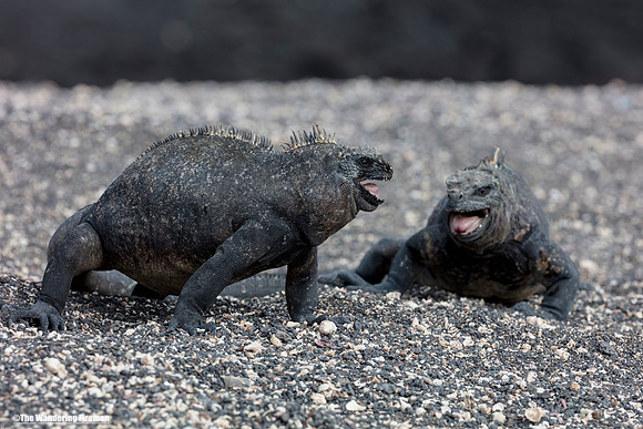 Two female marine iguana's fighting over a nest in the Galapagos Islands 2