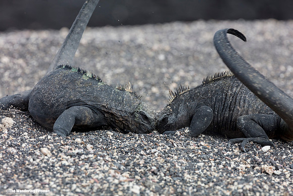 Two female marine iguana's fighting over a nest in the Galapagos Islands 3