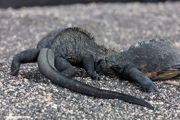Two female marine iguana's fighting over a nest in the Galapagos Islands 4