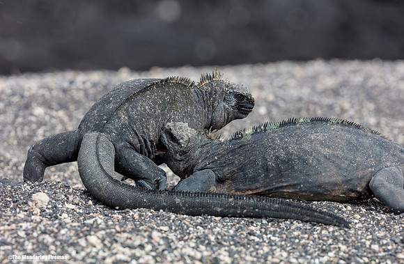 Two female marine iguana's fighting over a nest in the Galapagos Islands 5