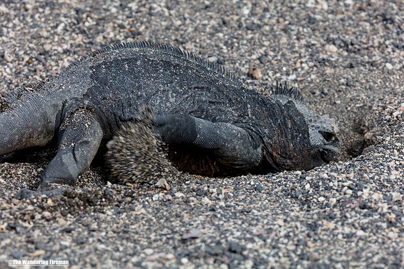Two female marine iguana's fighting over a nest in the Galapagos Islands 6