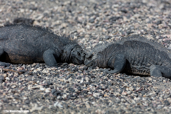 Two female marine iguana's fighting over a nest in the Galapagos Islands 7