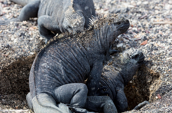 Two female marine iguana's fighting over a nest in the Galapagos Islands 8