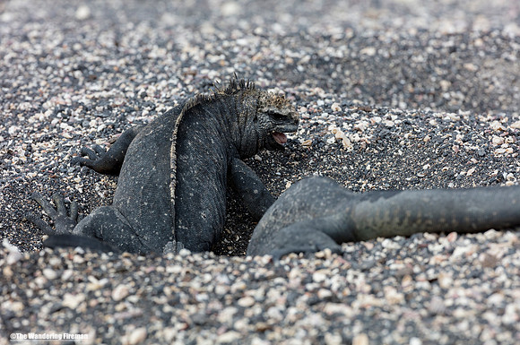 Two female marine iguana's fighting over a nest in the Galapagos Islands