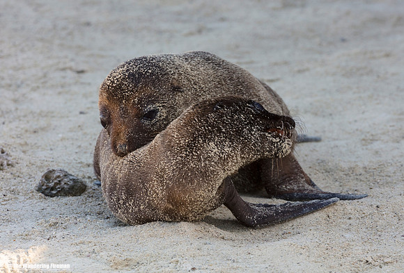 Two juvenile sea lions at play