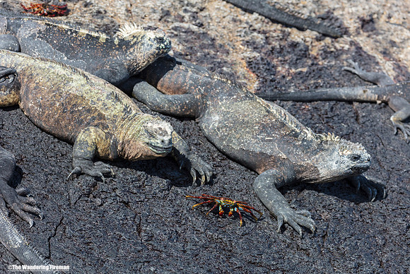 Two marine iguanas on Isabela Island of the Galapagos Islands