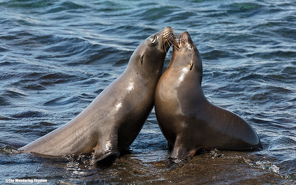 Two Sea Lions kissing in the Galapagos Islands