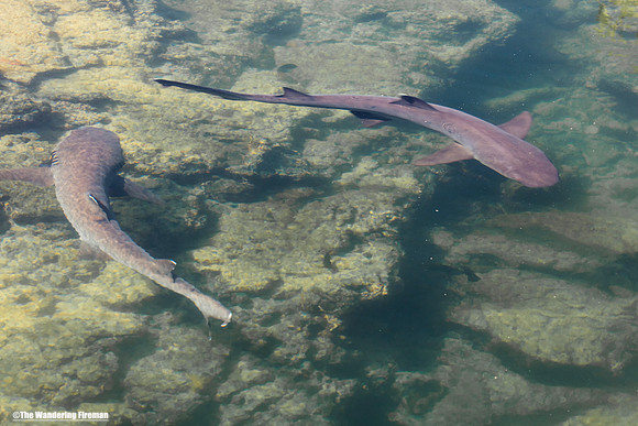 Two white tipped sharks in a shallow pool in the Galapagos Islands