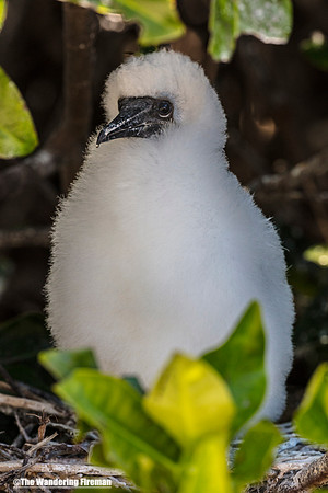 Very young Nasca Booby Bird