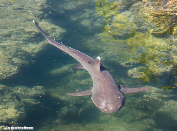 White Tipped shark in a Galapagos Islands pond