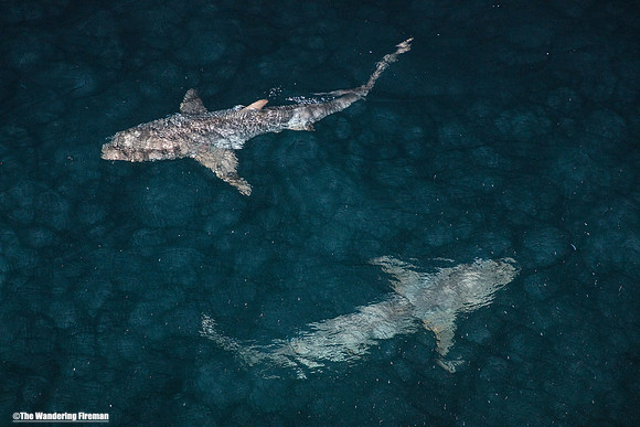 Galapagos sharks at night 7