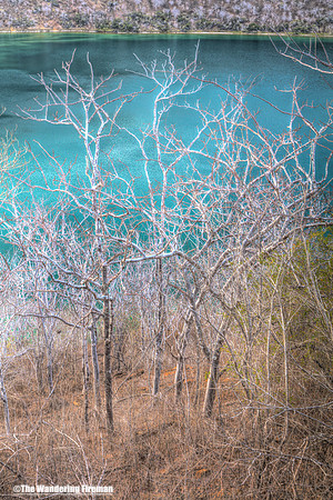 Graphic arboreal image on Isabela Island of the Galapagos islands
