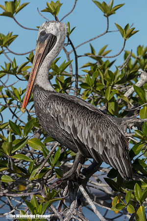 Adult Brown Pelican bird in the Galapagos islands