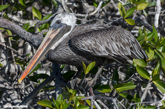 Adult Brown Pelican in the Galapgos Islands
