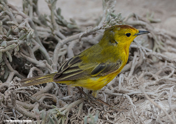 American yellow warbler from the Galapagos Islands