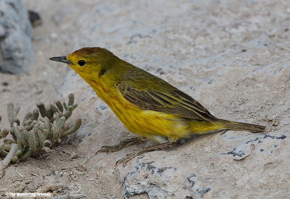 American yellow warbler in the Galapagos Islands