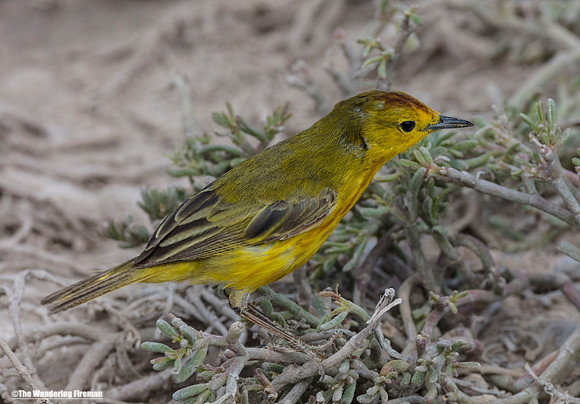American yellow warbler of the Galapagos Islands