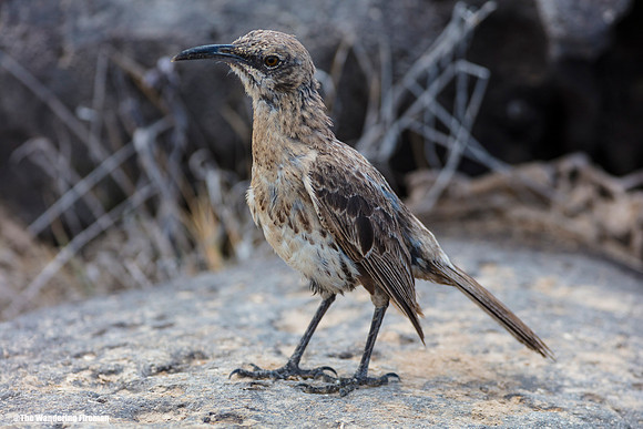 Hood Mockingbird in the Galapagos Islands 5