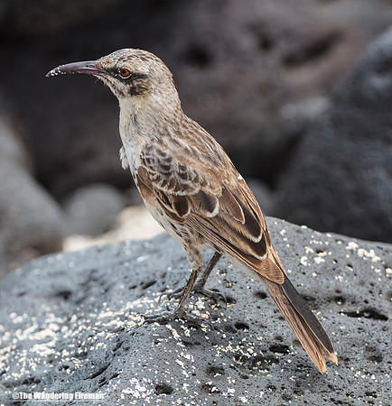 Hood Mockingbird perched in the Galapagos Islands