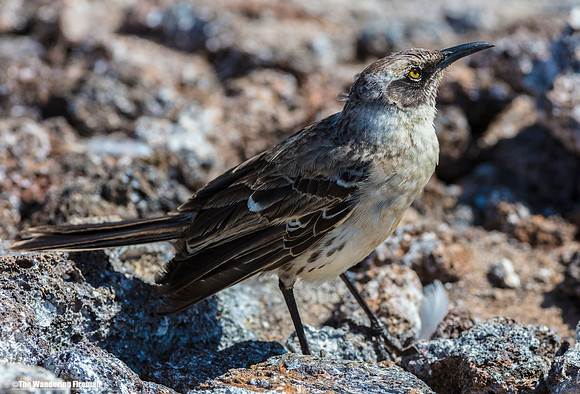 Hood Mockingbird of the Galapagos Islands