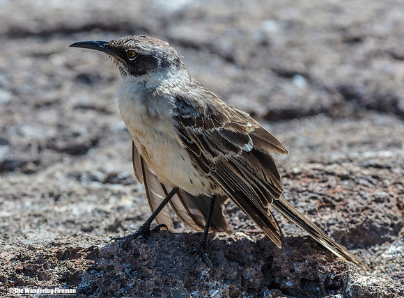 Hood Mockingbird in the Galapagos Islands