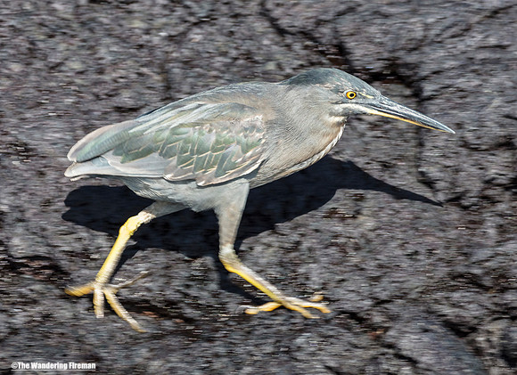 Lava Heron running in the Galapagos islands