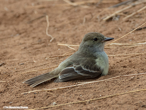 Female Galapagos flycatcher