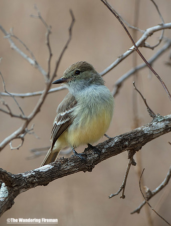 Male Galapagos flycatcher