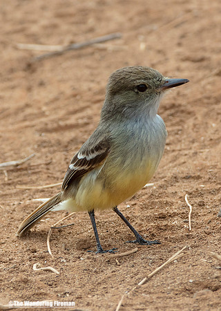Galapagos flycatcher in the Galapagos Islands