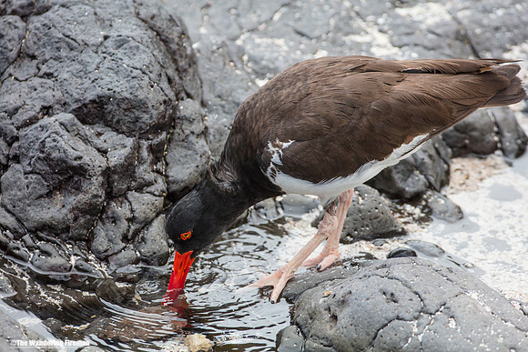 Galapagos Oystercatcher in the Galapagos Islands