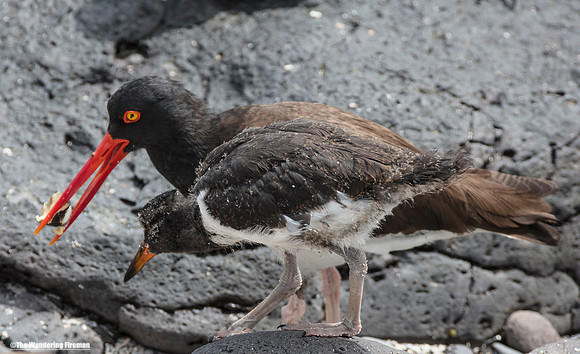 Galapagos Oystercatcher and chick in the Galapagos Islands