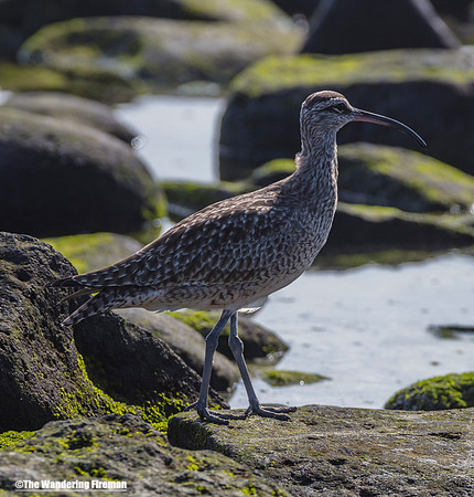 A Whimbrel bird in the Galapagos Islands 2