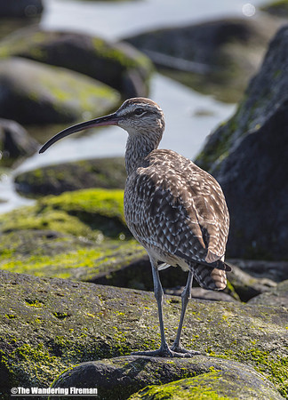A Whimbrel in the Galapagos Islands