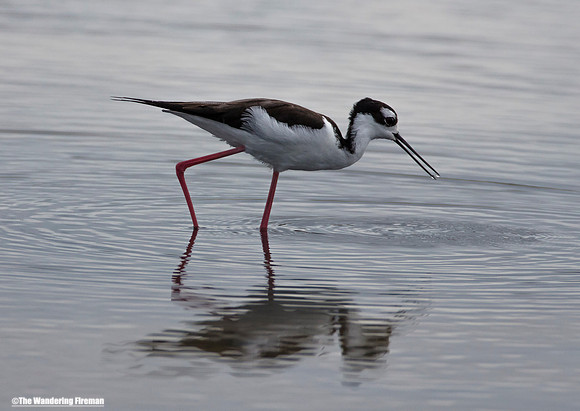 Black Necked Stilt of the Galapagos Islands