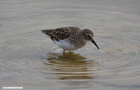 Galapagos Islands sandpiper searching for food