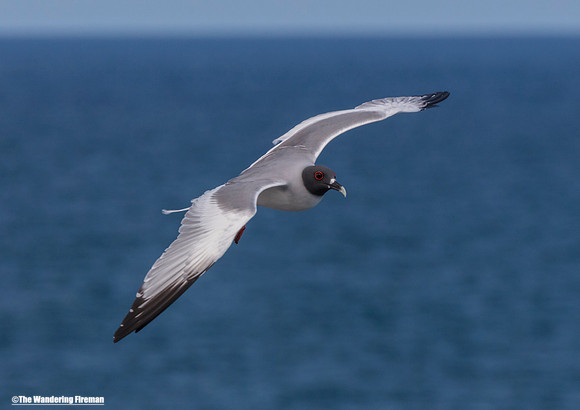 Swallow Tailed gull of the Galapagos Islands