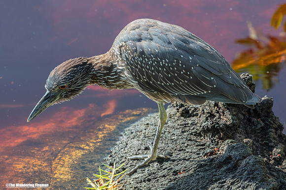 Juvenile Striated Heron at the waters edge of Isabela Island in the Galapagos Islands