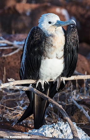 Magnificent Frigate Bird of the Galapagos Islands