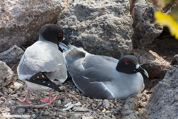 Two common Galapagos island terns sit on a nest.