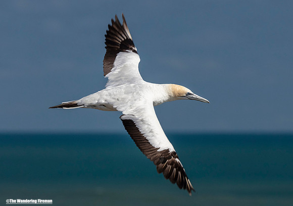 A Gannet soars in flight over the colony of Muriwai New Zealand