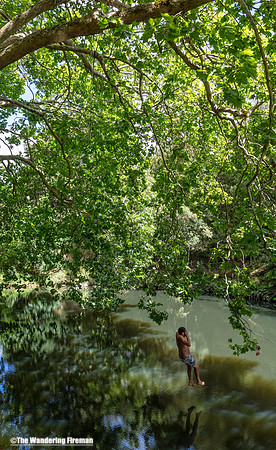 A Kiwi jumps into a river near Whangarei New Zealand