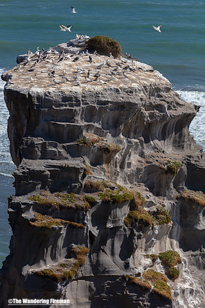 A pinnicle rock hosts part of the Gannet colony of Muriwai New Zealand