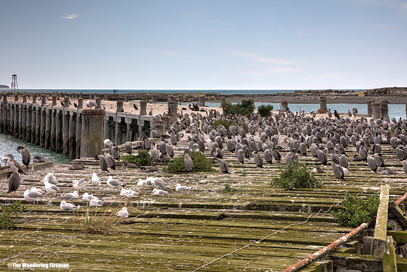 Dock and gulls in New Zealand